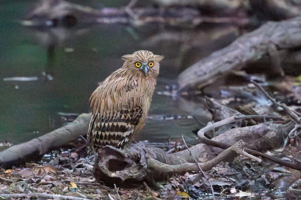 Brown Fish-Owl 