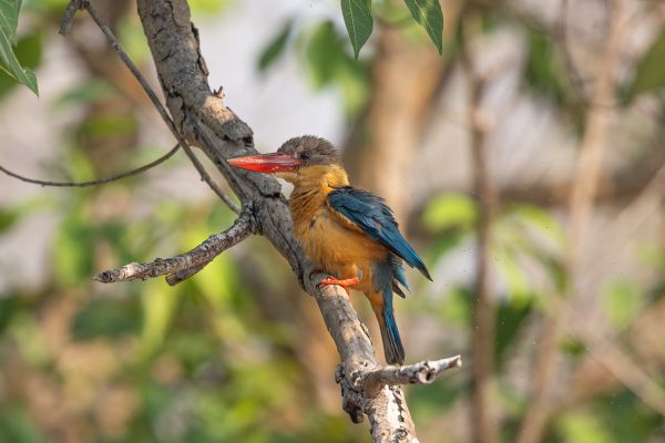 Stork-billed Kingfisher 