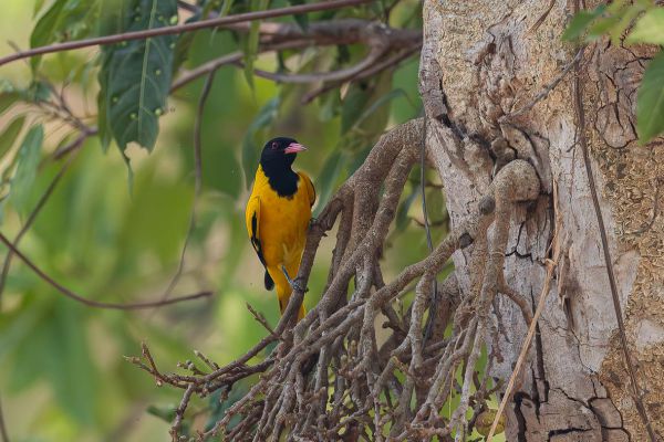 Black-hooded Oriole